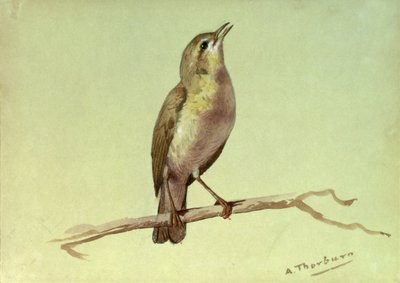 A Lark by Archibald Thorburn